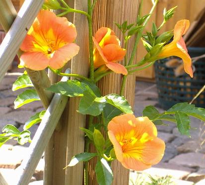 Kletterrose